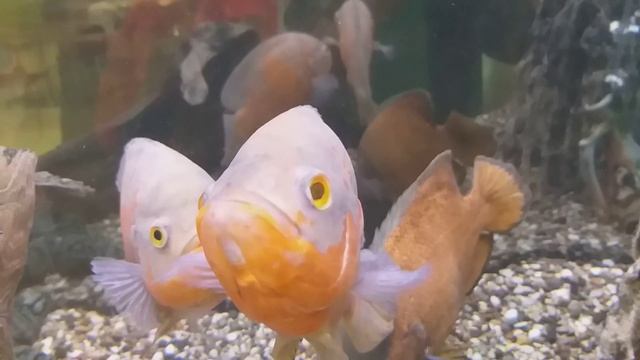 Крупные рыбки в аквариуме смотреть онлайн