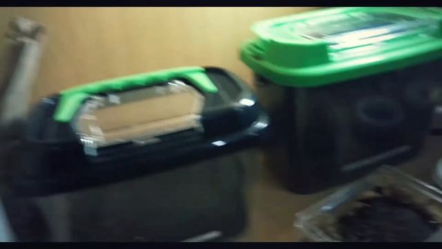 TARANTULA UPDATE смотреть онлайн