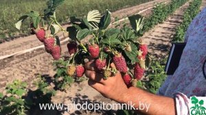 Малина Лашка. Самый лучший сорт летней малины зарубежной селекции.