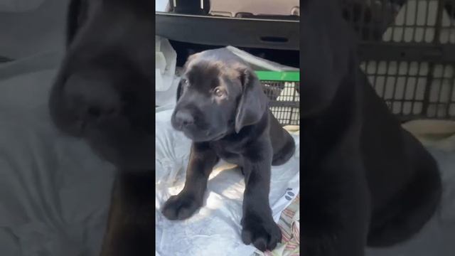 Outrageous Science Adventures