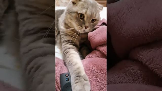 Плюшевый хулиган😻🚀🚀🚀#котики #мимими #звезда #кот #стиль #catvideos