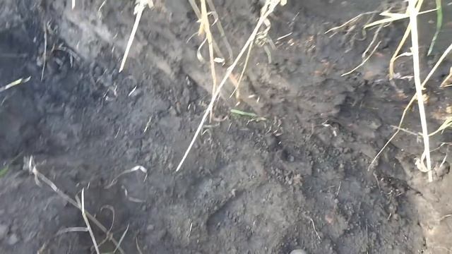 ШУРФ-Клондайк на горелом месте,ищу глазами. ЧАСТЬ-2 смотреть онлайн