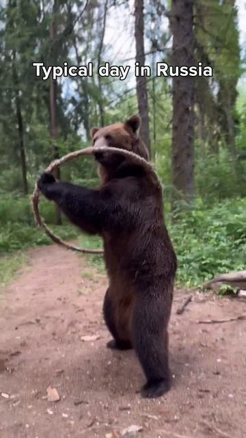 Grizzly Bear Hula Hoops смотреть онлайн
