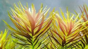 Лимнофила ароматика - Limnophila aromatica