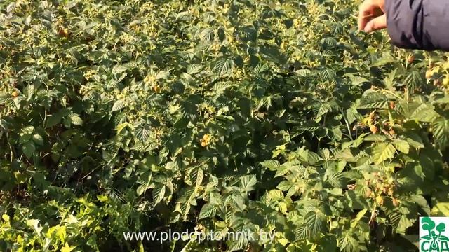 Малина ремонтантная сорт Абрикосовая. смотреть онлайн