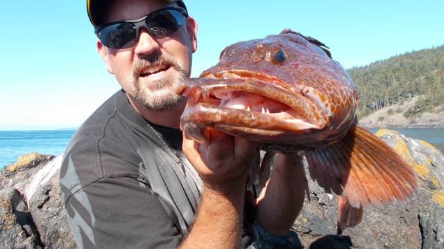 20 lb Lingcod Caught From Shore (Pic Vid) - Fishing Victoria, B.C. смотреть онлайн