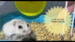 Спаривание хомяков. Брачные игры нашей влюблённой парочки. Вязка.