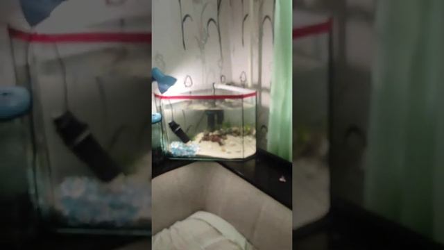 мой первый аквариум , смотреть онлайн