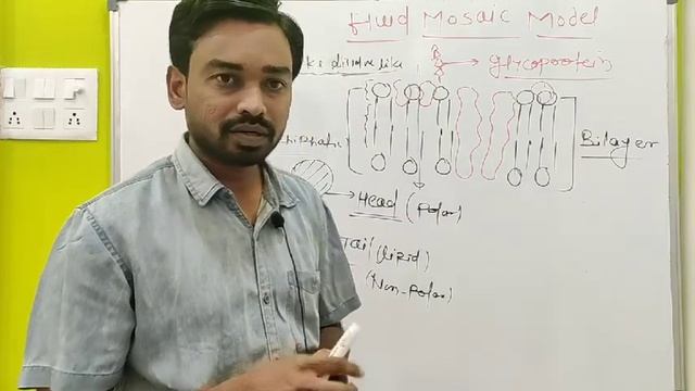 FLUID MOSAIC MODEL OF PLASMA MEMBRANE## singer Nicolson model of cell membrane #cell the unit ofLif смотреть онлайн