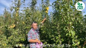 Яблоня БАНАНОВОЕ. Сорт зимнего срока созревания.