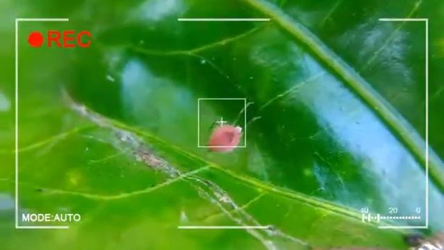 Pink Spider - Asus Zenfone 2 Laser Camera (+Macro Lens) смотреть онлайн