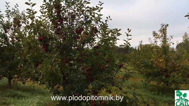 Яблоня сорт Весялина смотреть онлайн