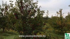 Яблоня сорт Весялина