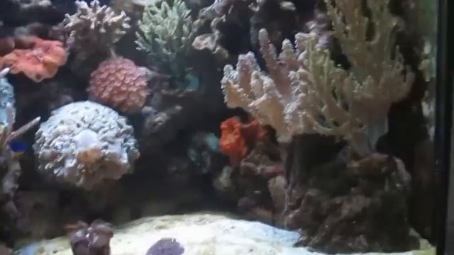 Aquarium unter LED / T5 смотреть онлайн