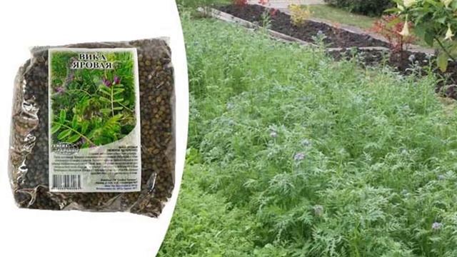 Вика как сидерат смотреть онлайн