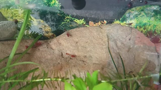 Aqua Tera pepinojoe 🦐🐬🦐(4) смотреть онлайн
