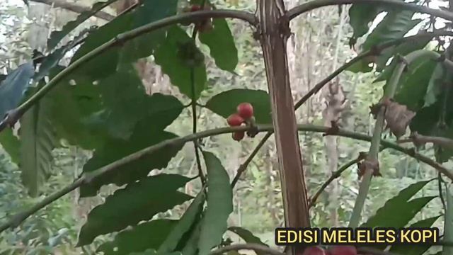 Edisi Meleles Kopi Lepang #kopilepang #durianlepang #rumputbelanda смотреть онлайн