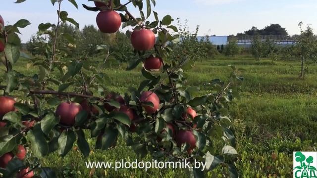 Яблоня сорт Антей смотреть онлайн