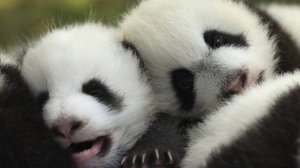 СМЕШНЫЕ ПАНДЫ   ПРИКОЛЫ С ЖИВОТНЫМИ -