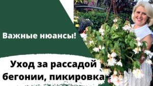 Все особенности ухода за рассадой бегонии! Как не загубить рассаду в первые 2 месяца ее жизни!