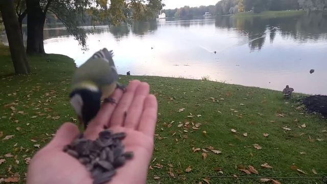 Синицы и поползни смотреть онлайн