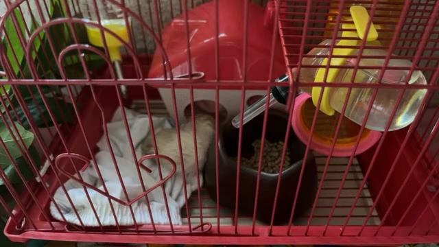 HELLO TO MY CUTIE HAMSTER смотреть онлайн