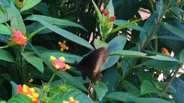 Jardín de Mariposas Battus смотреть онлайн