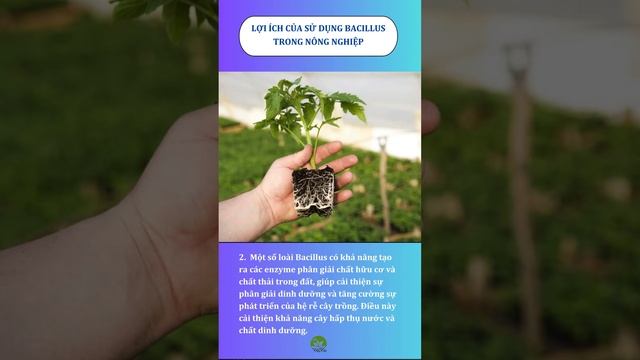 Tác dụng của Bacillus trong nông nghiệp смотреть онлайн