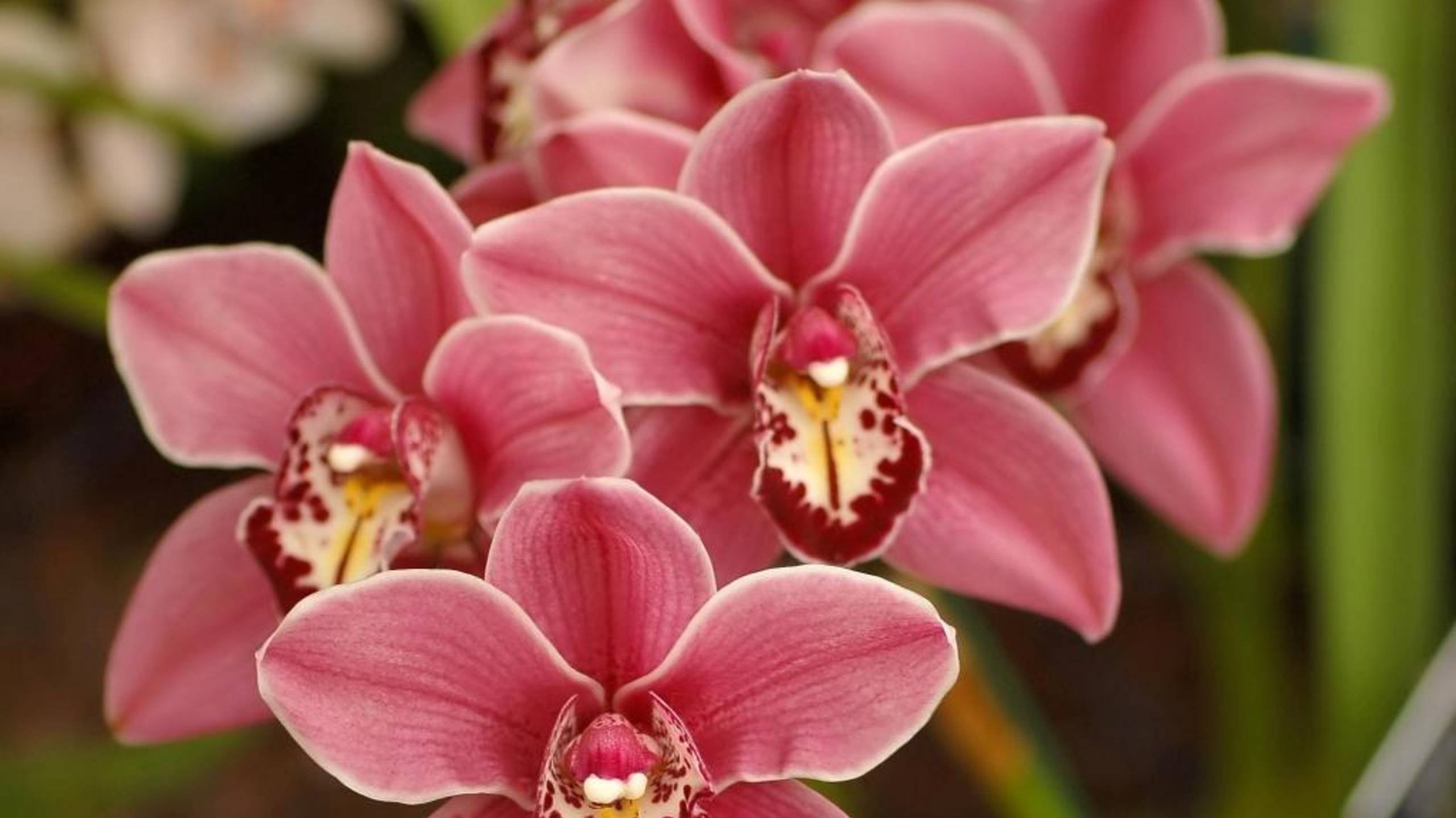 Орхидеи ещё не зацвели 🐾🐾🐾