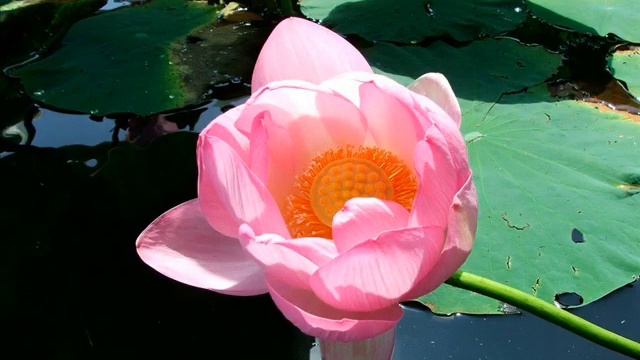 Isle of lotuses Putyatina near Nakhodka Russia смотреть онлайн