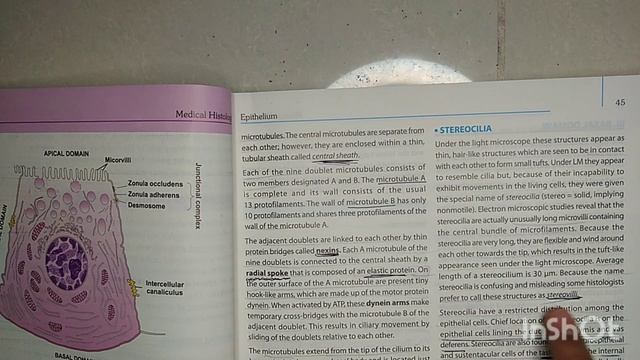 histology of epithilieum part 2 смотреть онлайн