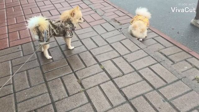 Столичный шпиц, новые друзья, ШПИЦ В САПОГАХ😂 #funnyvideos #померанскийщпиц #популярное #подпишись смотреть онлайн