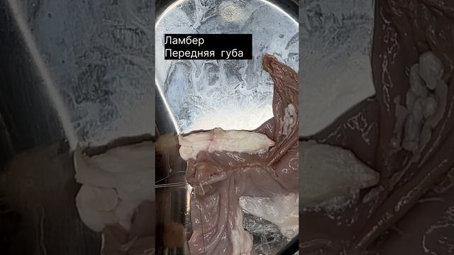 Шов Ламбера смотреть онлайн