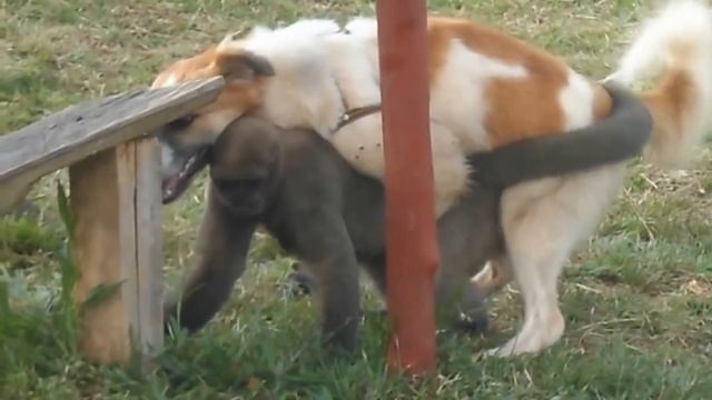 Perro Sexo con Mono смотреть онлайн