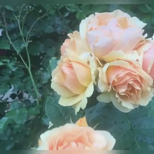 Роза Hansestadt Rostock . Первогодка. Май 2023г