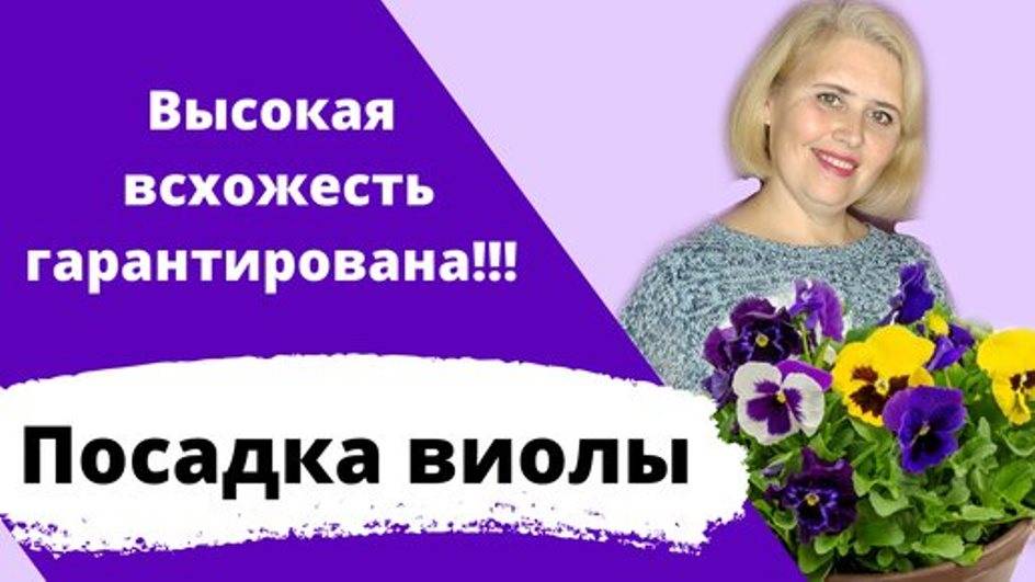 Посев виолы. Отличный результат гарантирован!!! смотреть онлайн