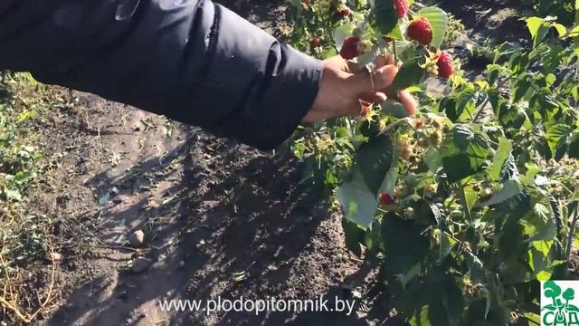 Малина ремонтантная сорт Бриллиантовая смотреть онлайн