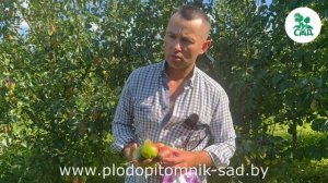 Груша ЯКОВЛЕВСКАЯ. Высокоурожайный, неприхотливый зимний сорт.