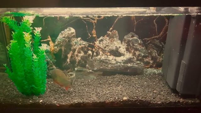 Piranha feeding смотреть онлайн