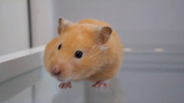 Egg Fried Rice for Cute Hamsters смотреть онлайн