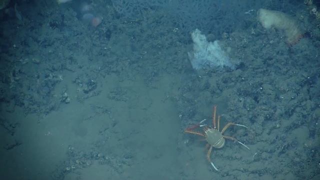 Crab Feasting on Squid | Nautilus Live смотреть онлайн