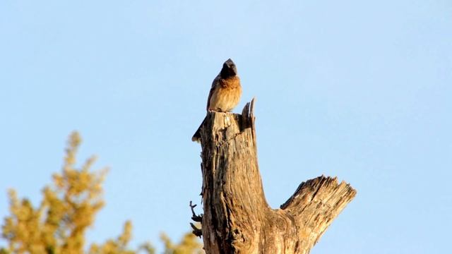 Bird sounds, Relaxing Music for Stress Relief, Sleep Aid, Stress Relief, Calming, Zen, Deep Sleep смотреть онлайн