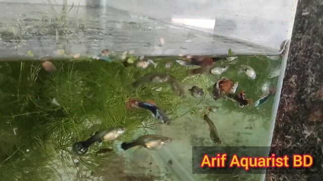 How I Prepare My Guppy Fish for Breeding [ EPS-60 ]।। আমি কিভাবে গাপ্পি মাছের ব্রিডিং প্রিপারেসন নে смотреть онлайн