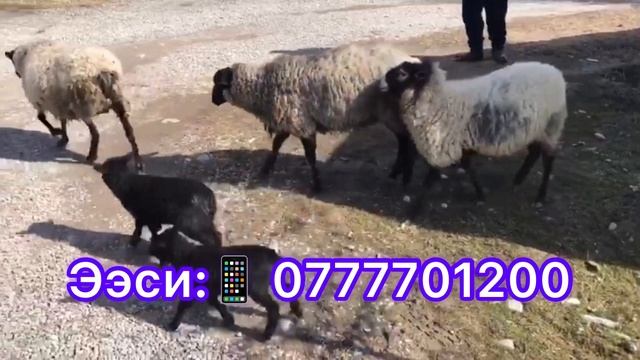 рамановский койлор 💁♂️6- Баш, кой 55 000 сом😱 Кеми бар💁♂️ Акча керек тез арада смотреть онлайн
