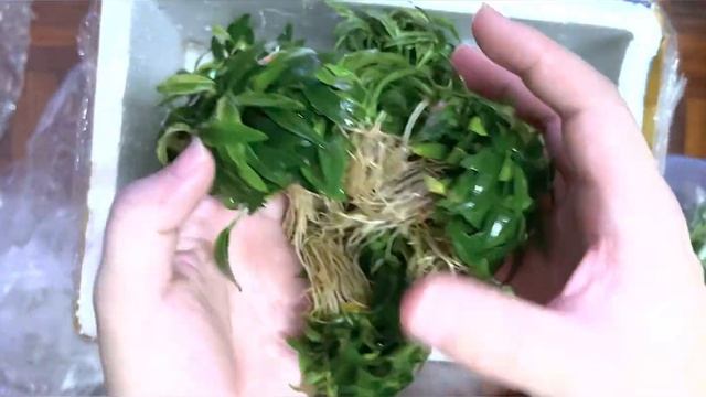 Unboxing Anubias Glabra Mini Variegated Aka Mini Minima Variegated