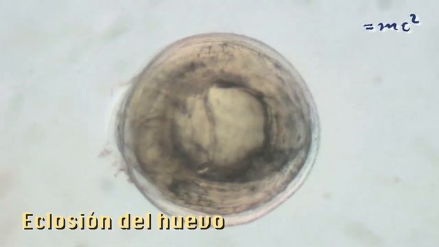 Cría de pinto o maragota смотреть онлайн