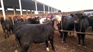 🔥 Гулакандоз Мол бозордаги нархлар Пгт Пролетарск Дж Расулов