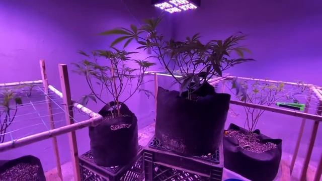 DNA grow journal two смотреть онлайн