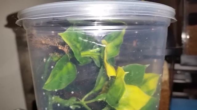Avicularia geroldi sling doing laps смотреть онлайн