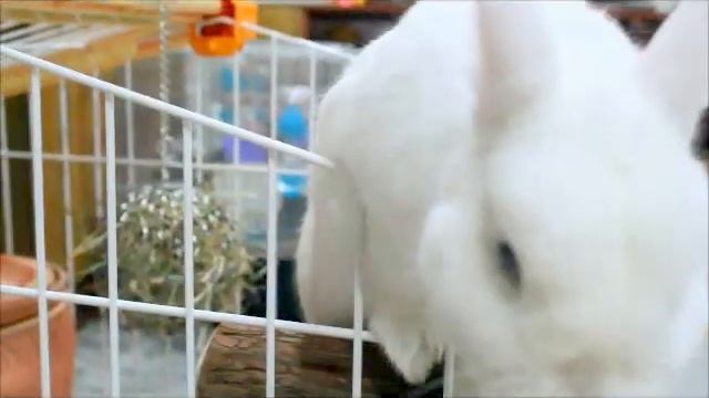 Bunny eating 'cuni complete' смотреть онлайн